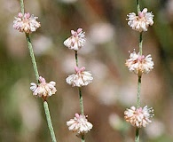 Eriogonum roseum