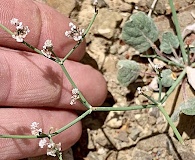 Eriogonum rotundifolium