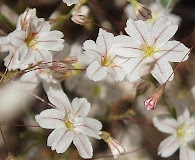 Eriogonum spergulinum