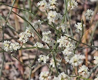 Eriogonum tenellum