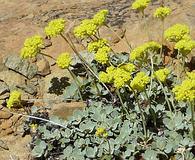 Eriogonum ternatum