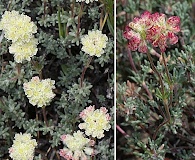 Eriogonum thymoides