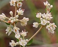 Eriogonum tomentosum