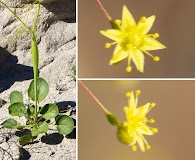 Eriogonum trichopes