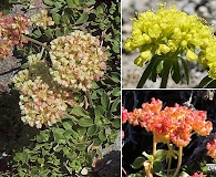 Eriogonum umbellatum