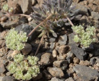 Eriogonum villiflorum