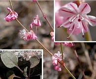 Eriogonum vimineum