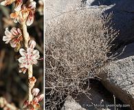 Eriogonum wrightii