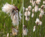 Eriophorum angustifolium