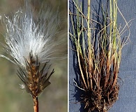 Eriophorum callitrix