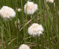 Eriophorum chamissonis