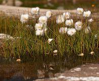 Eriophorum scheuchzeri