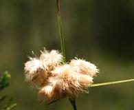 Eriophorum tenellum