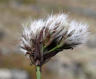 Eriophorum triste