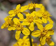 Eriophyllum confertiflorum