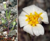 Eriophyllum lanosum