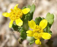 Eriophyllum multicaule