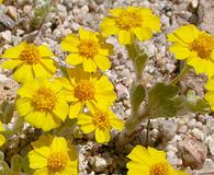 Eriophyllum wallacei