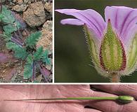 Erodium botrys