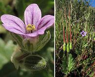 Erodium brachycarpum