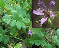 Erodium moschatum