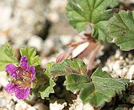 Erodium texanum