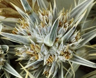 Eryngium alismifolium