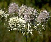 Eryngium aquaticum