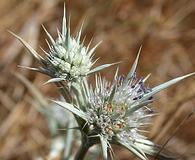 Eryngium aristulatum