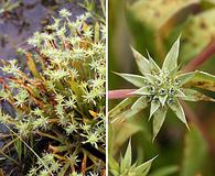 Eryngium armatum