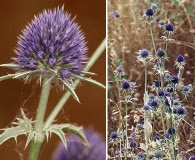 Eryngium articulatum