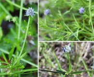 Eryngium baldwinii