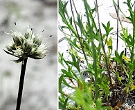 Eryngium cuneifolium