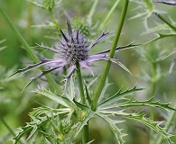 Eryngium hookeri