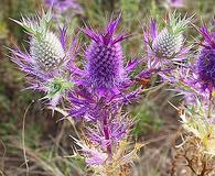 Eryngium leavenworthii