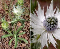 Eryngium lemmonii