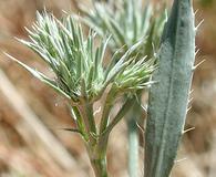 Eryngium petiolatum