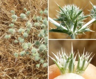 Eryngium spinosepalum