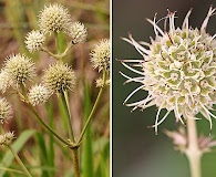 Eryngium yuccifolium