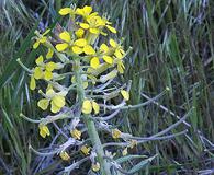 Erysimum asperum