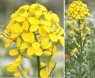 Erysimum capitatum