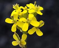 Erysimum coarctatum