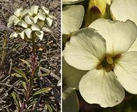 Erysimum concinnum