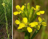 Erysimum inconspicuum