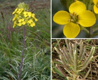 Erysimum insulare