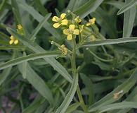 Erysimum repandum