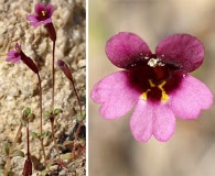 Erythranthe androsacea