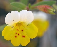 Erythranthe bicolor