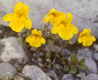 Erythranthe caespitosa