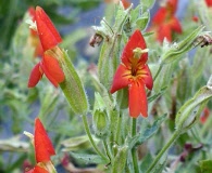 Erythranthe cardinalis